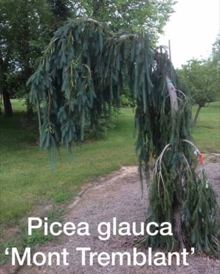 Ель Глаука Пендула