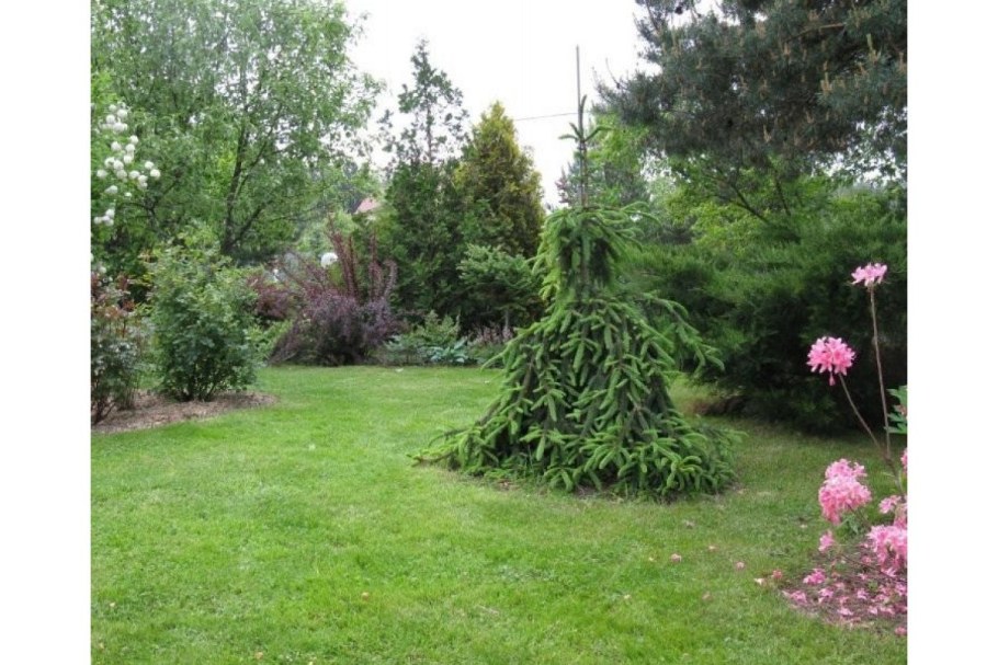 Ель обыкновенная Picea Abies Loreley