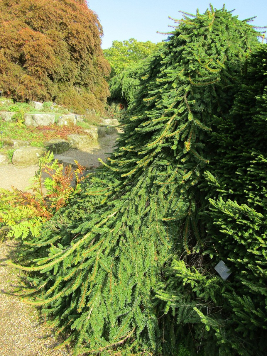 Ель обыкновенная Инверса