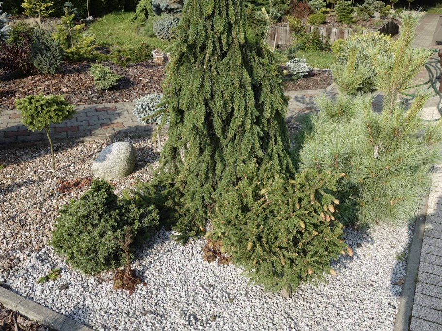 Ель Акрокона Инверса