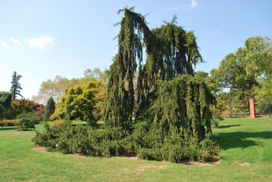 Ель Инверса Пендула