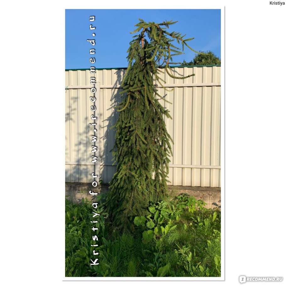 Ель Инверса фото