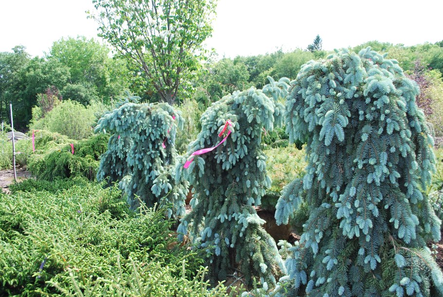 Ель Инверса Глаука