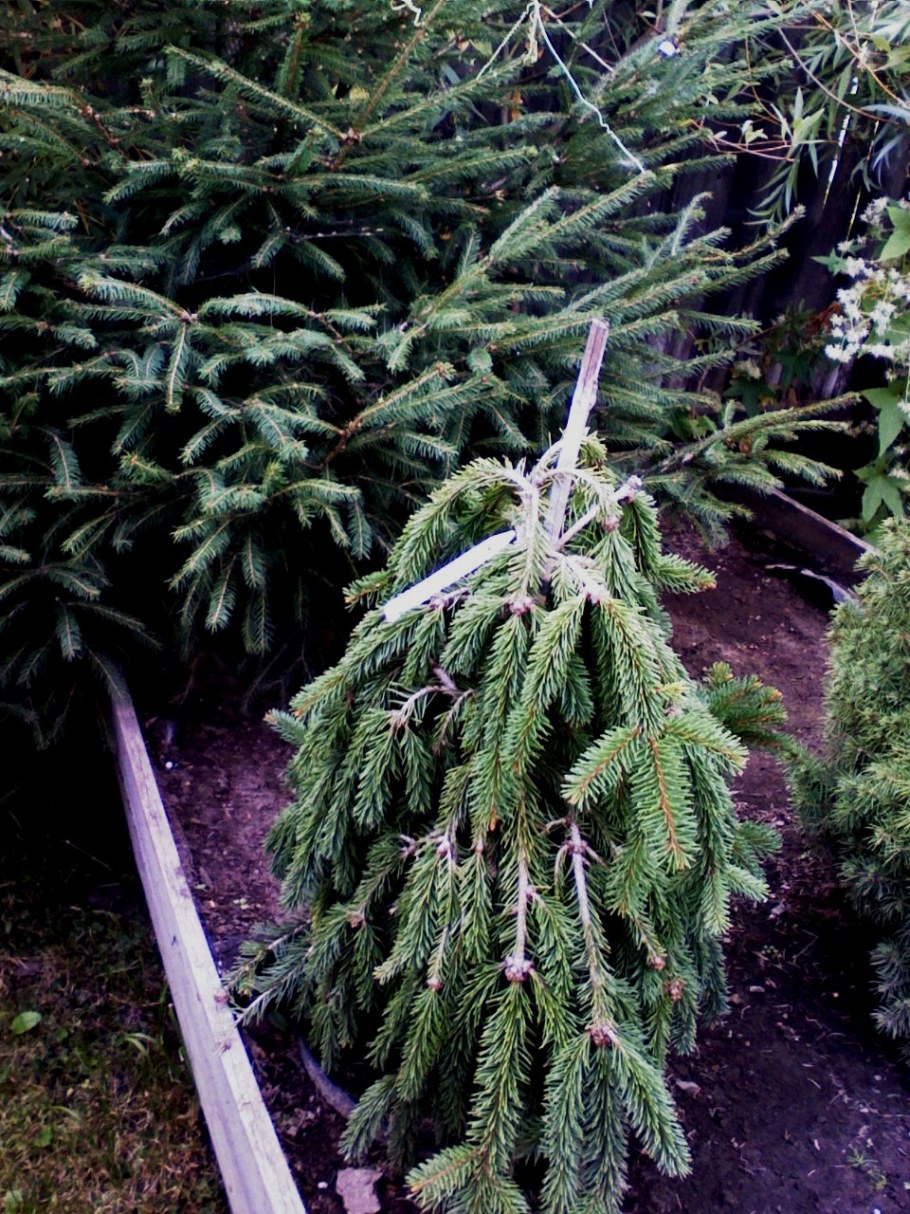 Ель колючая Инверса