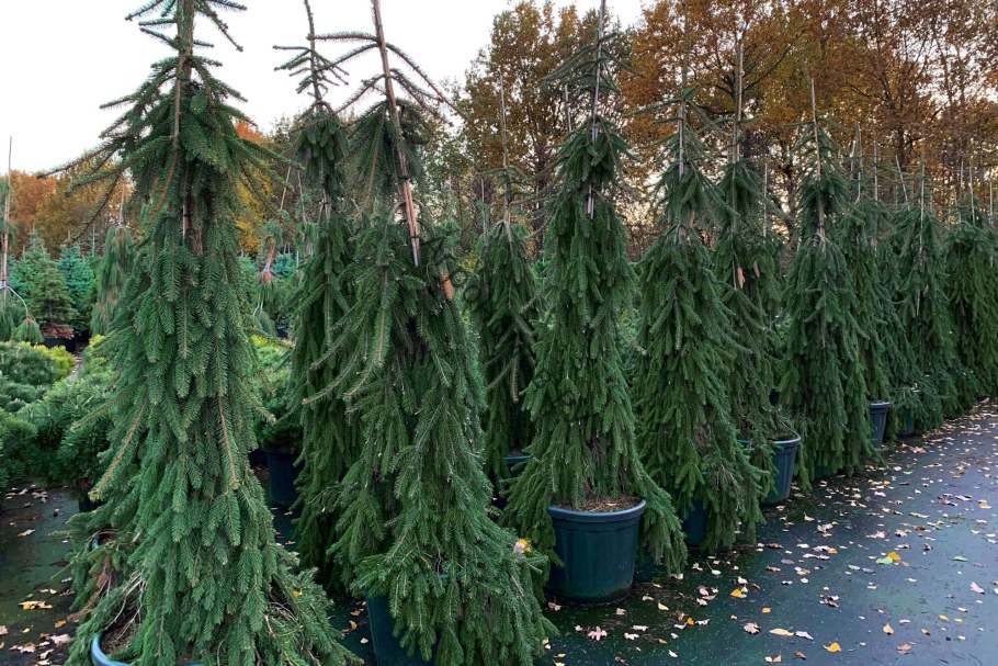 Ель обыкновенная плакучая Инверса