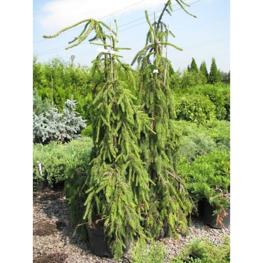 Ель обыкновенная Инверса Пендула