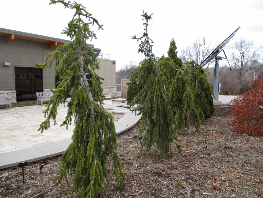 Ель обыкновенная Инверса Пендула