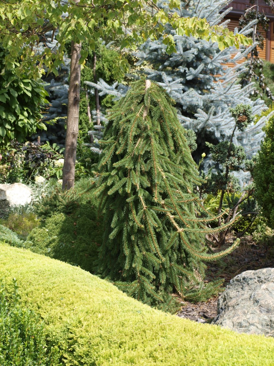 Ель Инверса Пендула