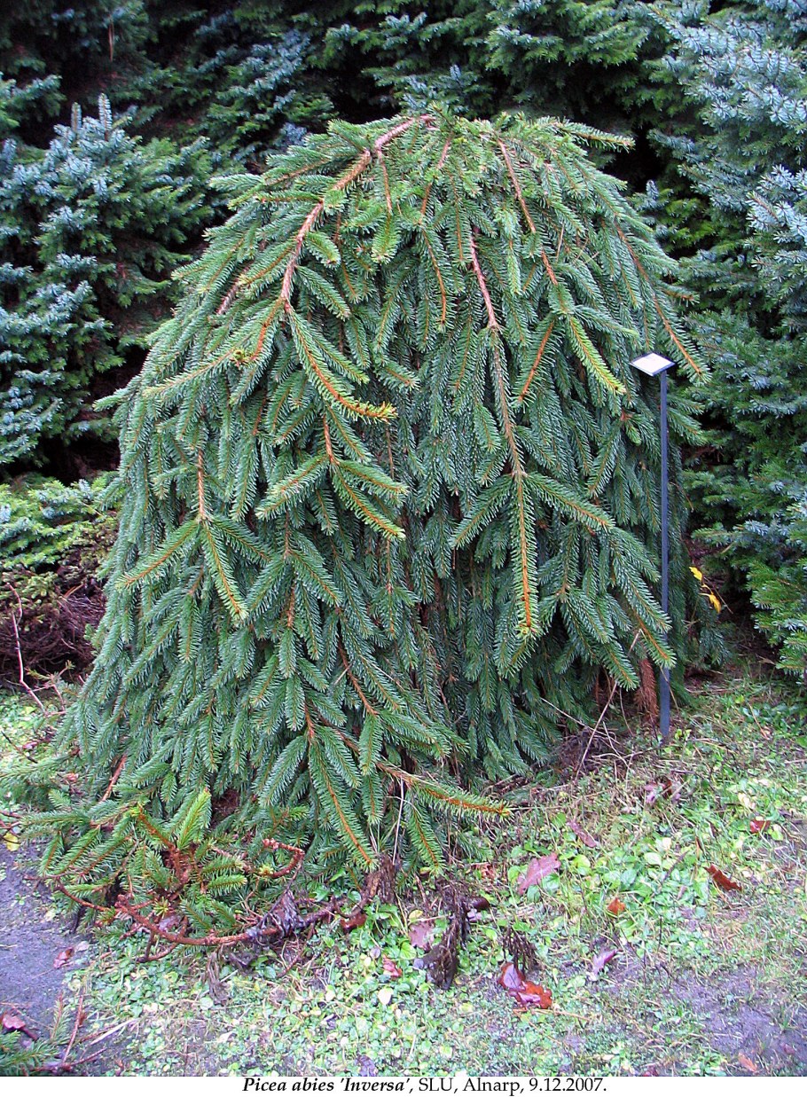 Ель обыкновенная Инверса Picea Abies inversa