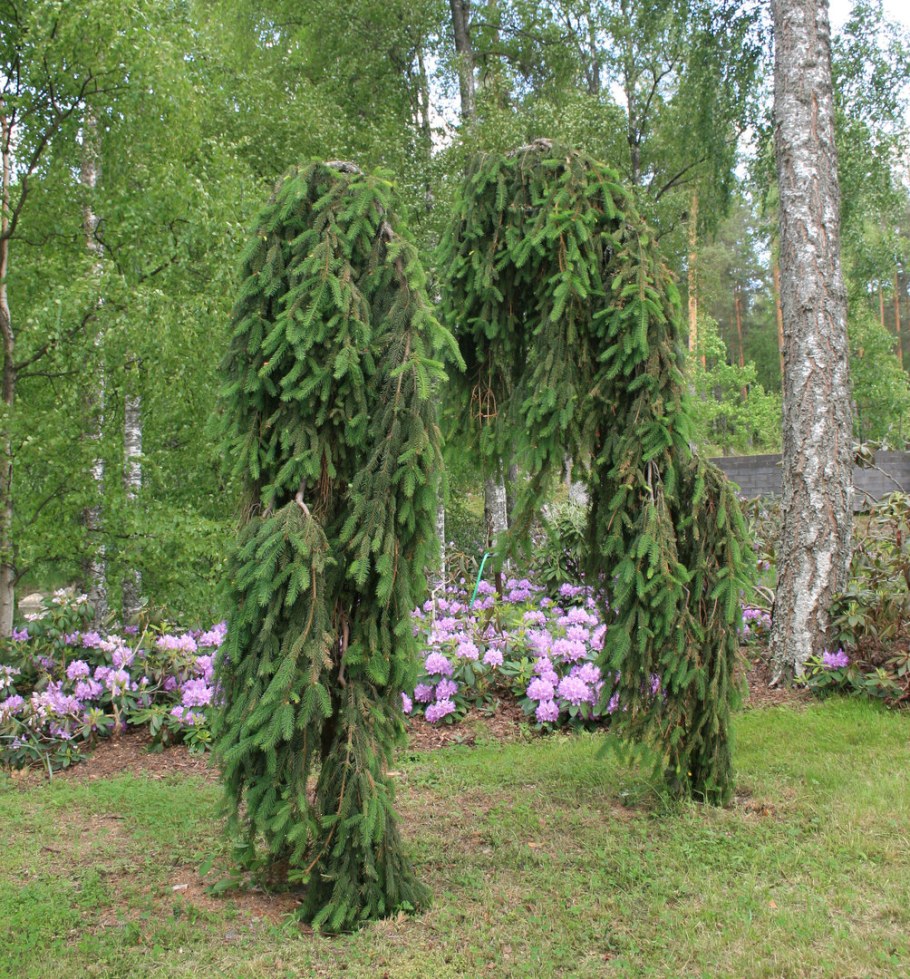 Ель обыкновенная Инверса Picea Abies inversa