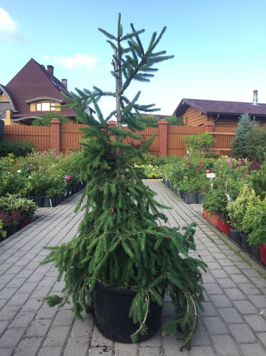 Ель обыкновенная Frohburg