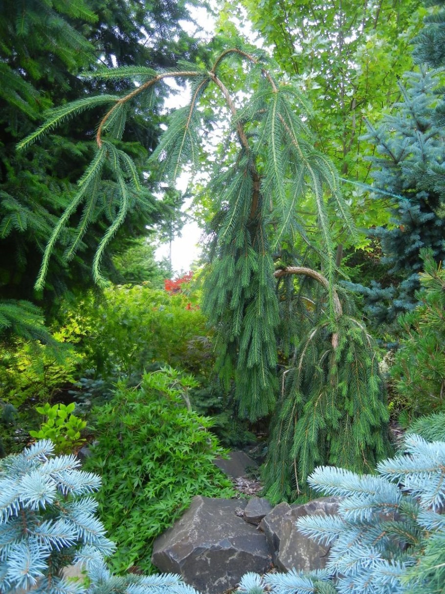 Ель Фробург Пендула