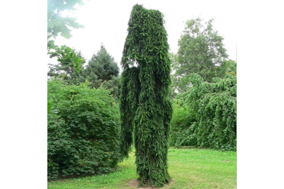 Ель обыкновенная ‘inversa’ Инверса