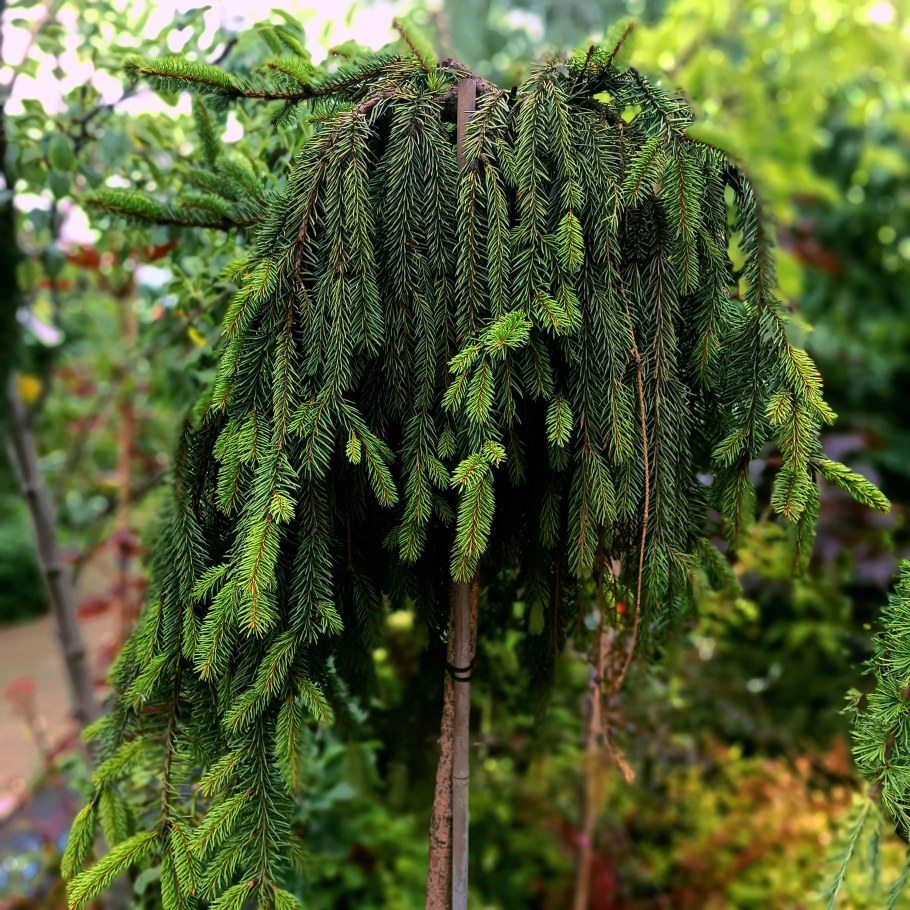 Лиственница Кемпфера Пендула