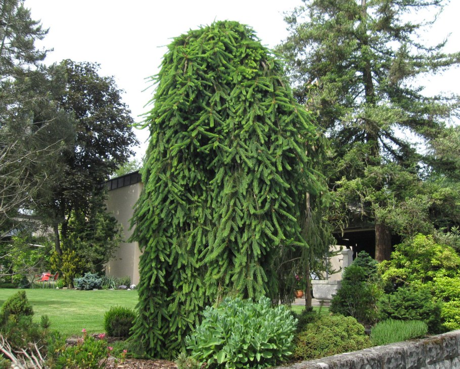 Ель обыкновенная плакучая Инверса