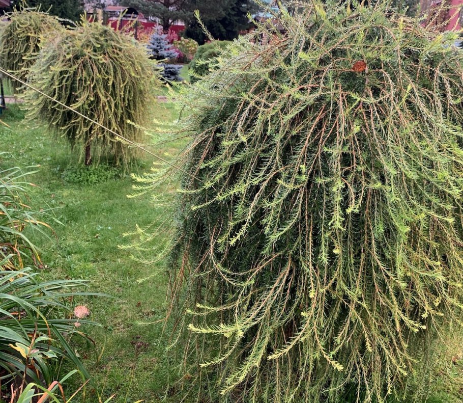 Лиственница Кемпфера Пендула