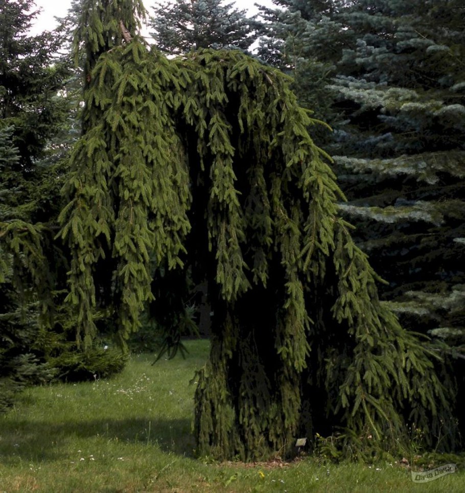 Ель обыкновенная inversa