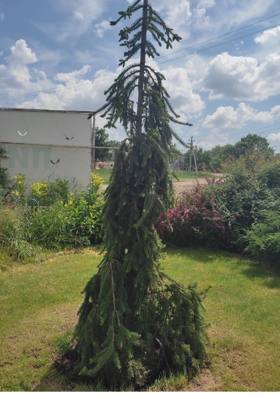 Ель повислая Пендула