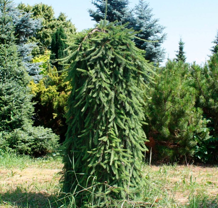 Ель обыкновенная плакучая Инверса