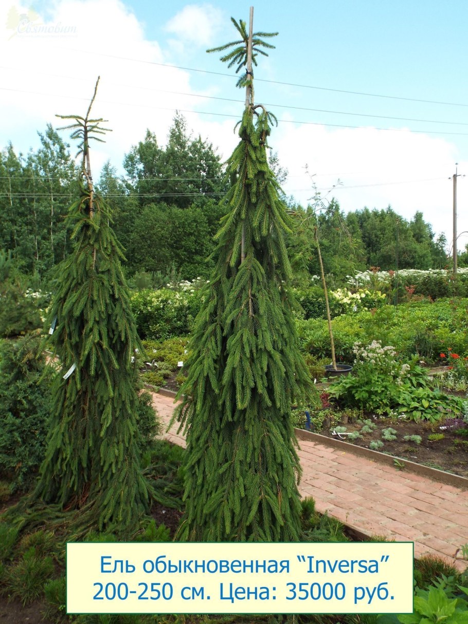 Ель Сербская Инверса