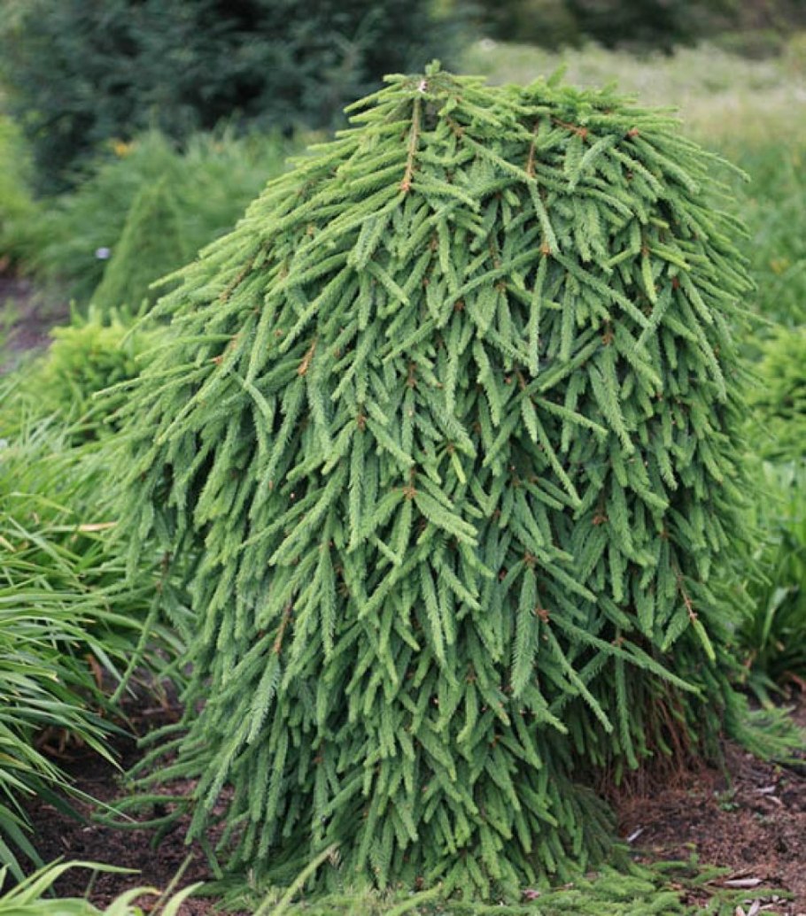 Ель обыкновенная Фробург