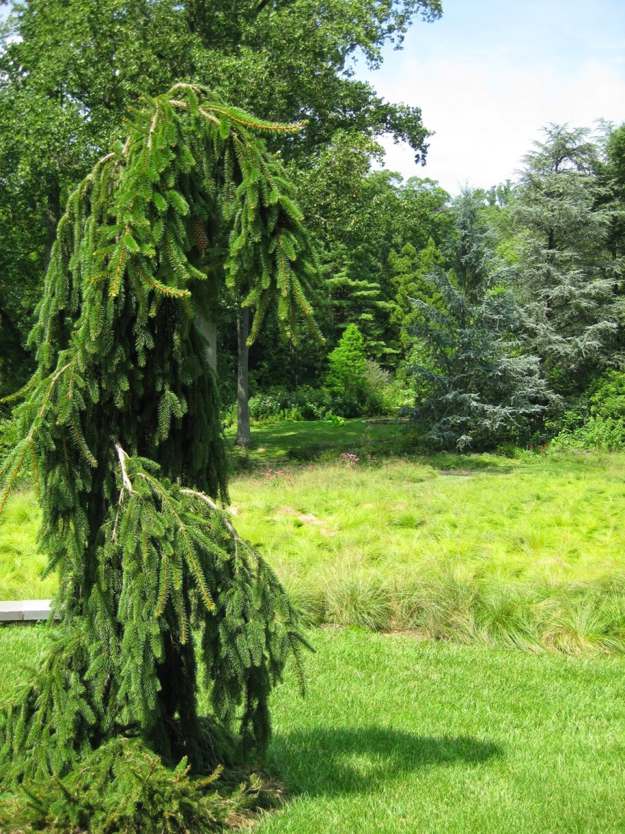Ель обыкновенная Пендула мейджер