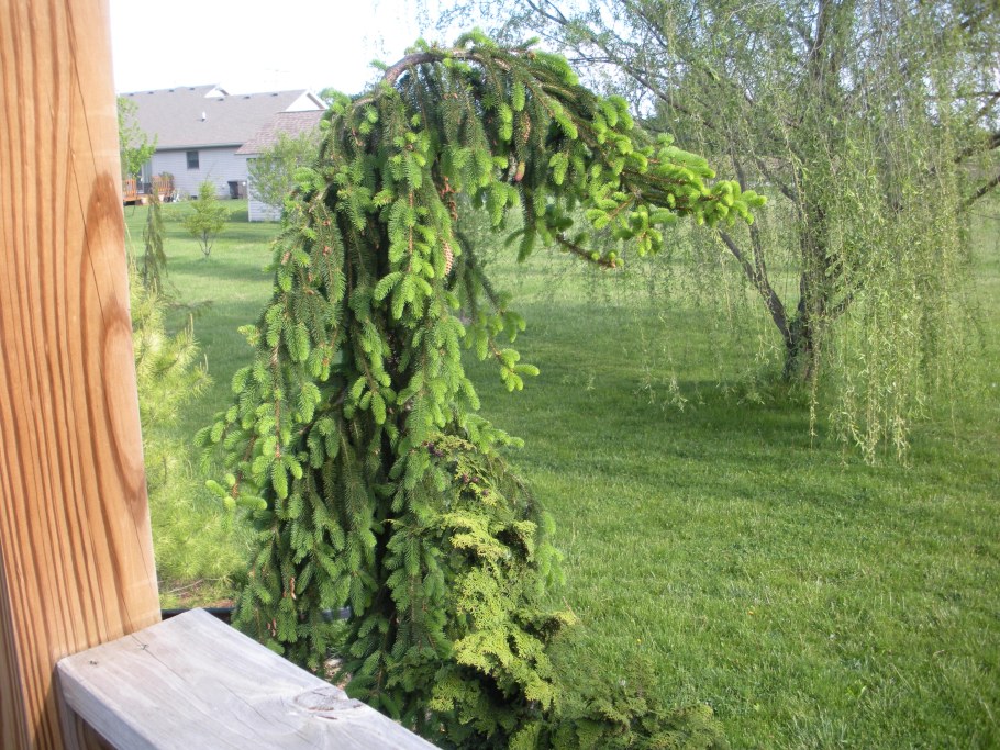 Ель плакучая Инверса