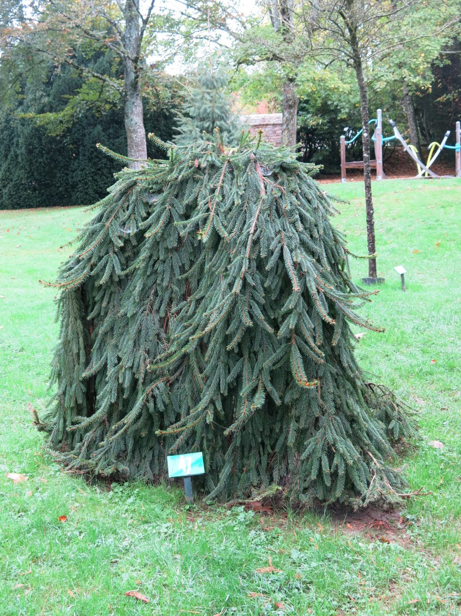 Ель обыкновенная Инверса Инверса