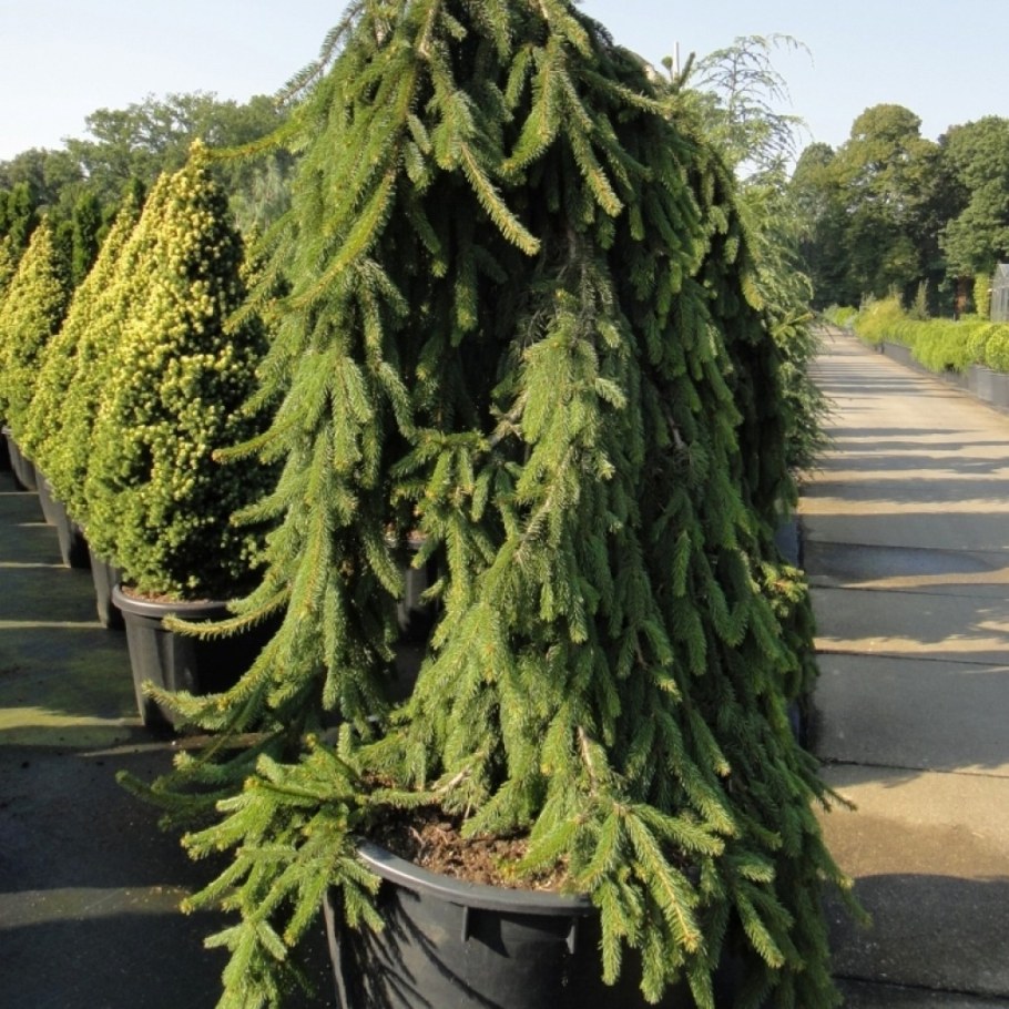 Ель обыкновенная Инверса Пендула