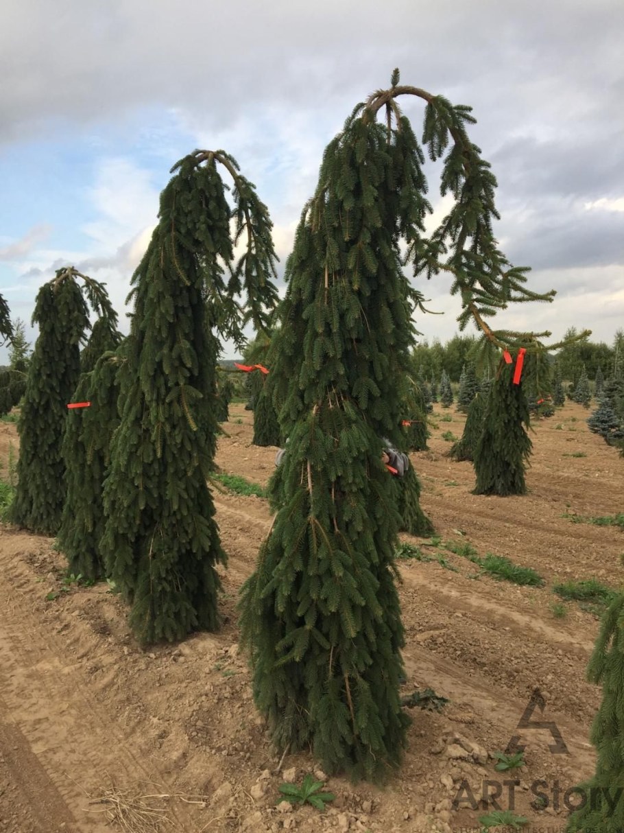 Ель повислая Инверса