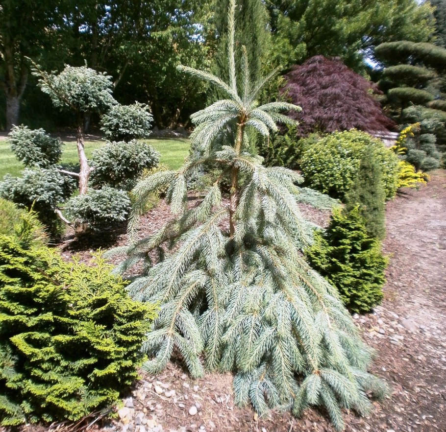 Ель колючая Пендула