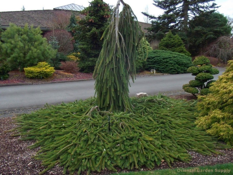 Ель Фробург Пендула