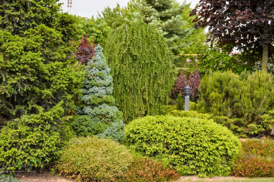 Лиственница европейская Пендула