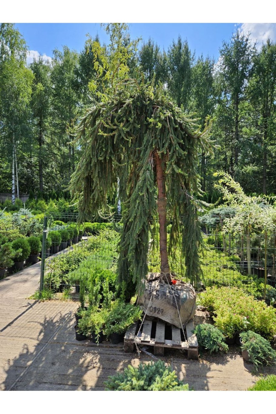 Пихта конколор плакучая