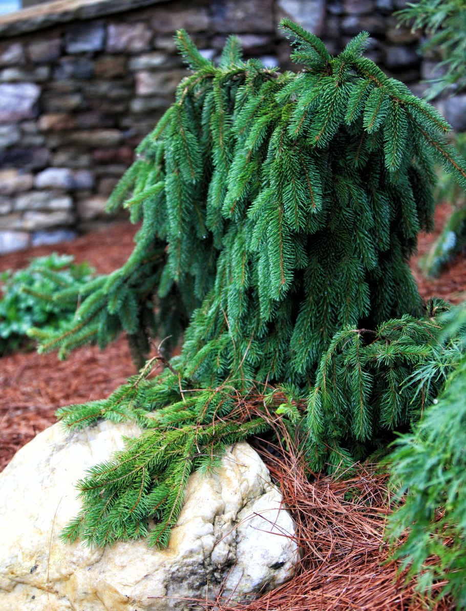 Ель обыкновенная Пендула