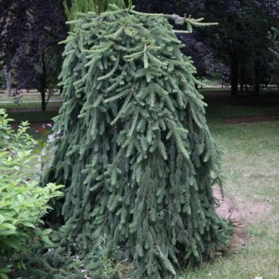 Ель обыкновенная Инверса