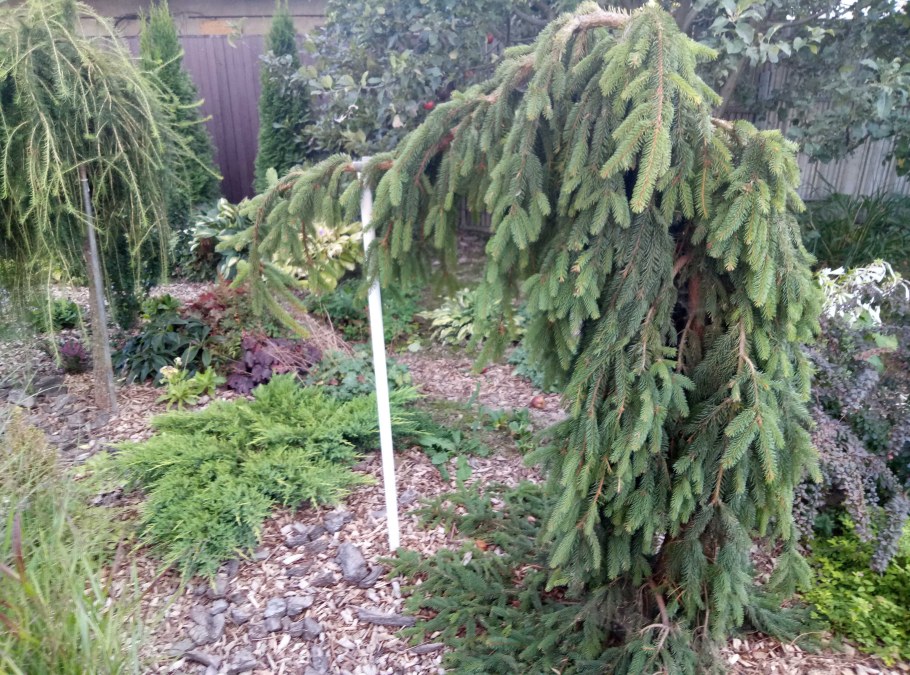 Ель Пендула майор