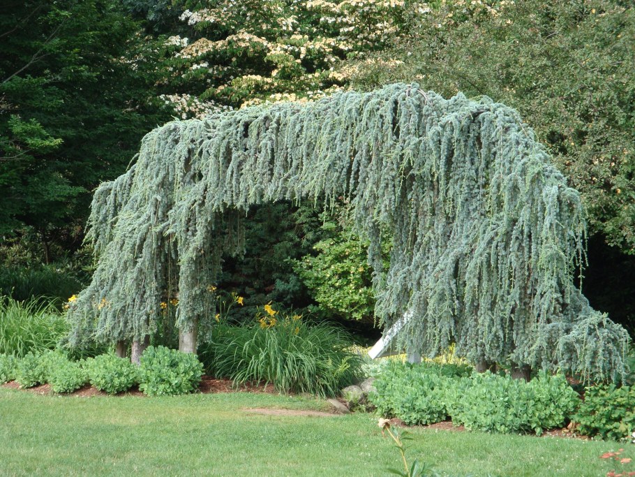 Кедр Гималайский Пендула