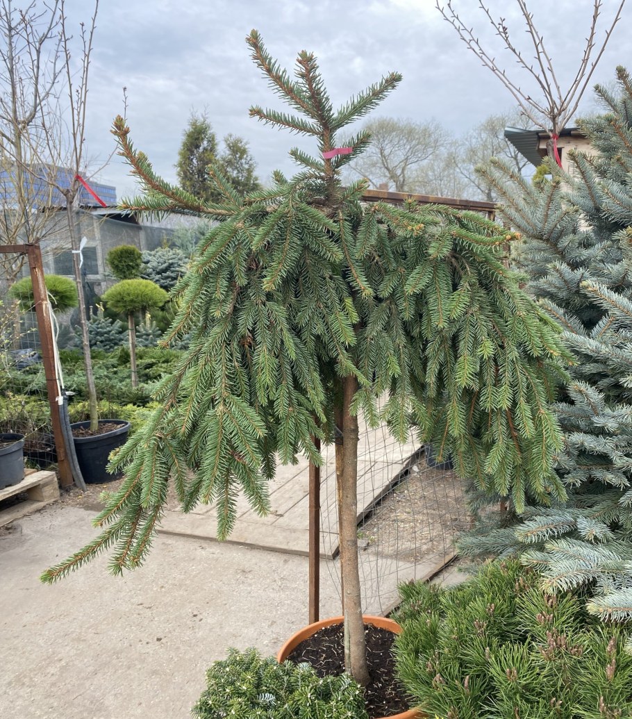 Ель Инверса купить