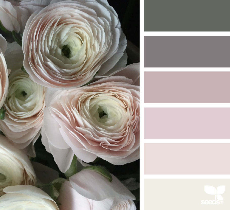 Ранункулус Клуни серый