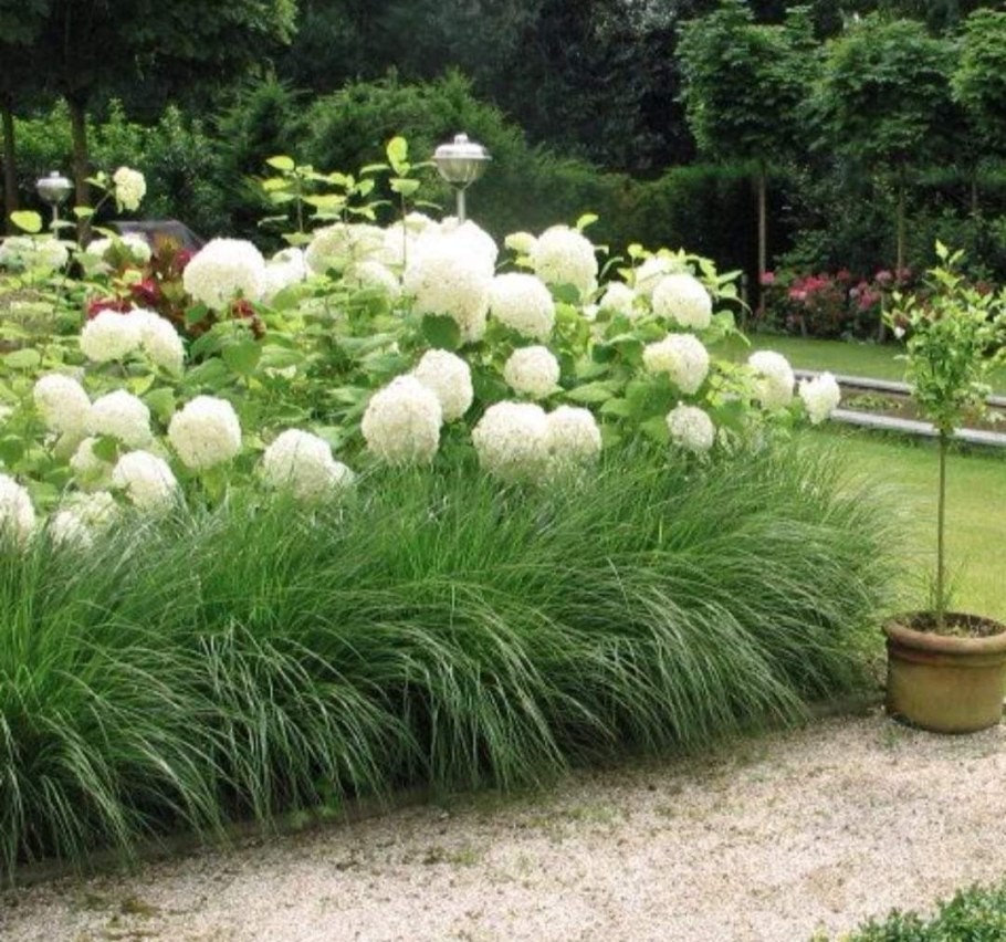 Гортензия,Хоста, туя Даника