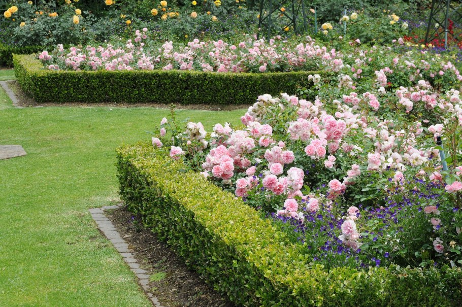 Роза почвопокровная Гарден