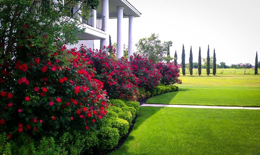 Роза Кенсингтон Гарденс