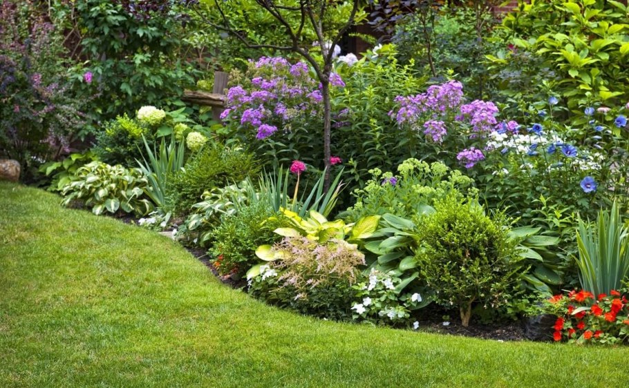 Флоксы в миксбордере