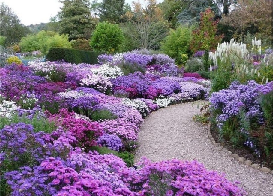 Гарден перпл