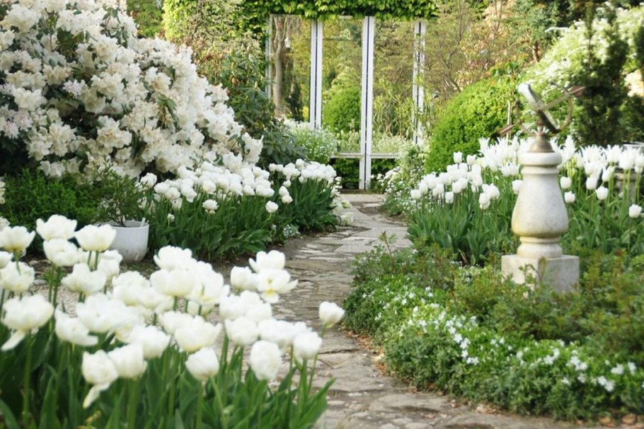 Белый моносад