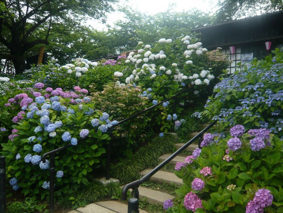 Древовидная китайская гортензия