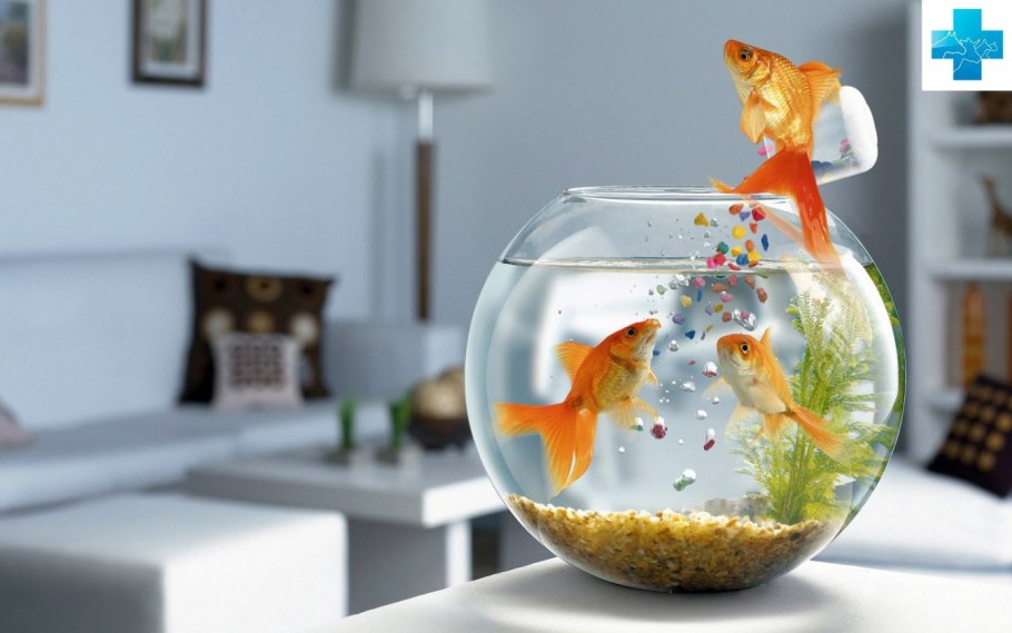 Рыбки Голден Фиш