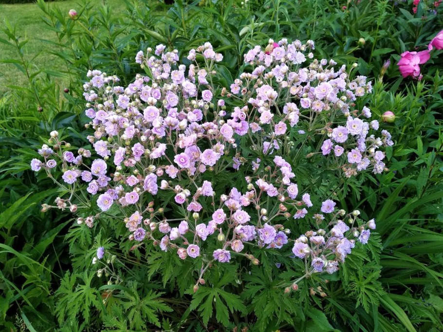 Герань саммер скайз