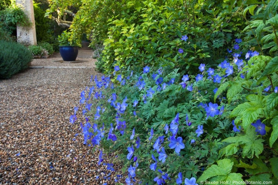 Герань Садовая синяя